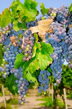 Bunches of grapes in a vineyard Stock Photos