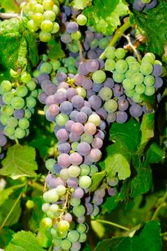 Bunches of grapes in a vineyard Stock Photos
