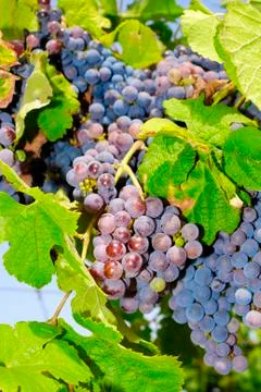 Bunches of grapes in a vineyard Stock Photos