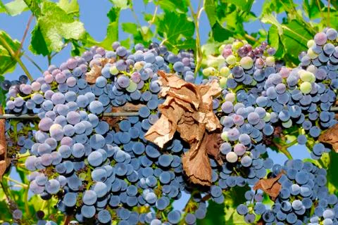Bunches of grapes in a vineyard Stock Photos