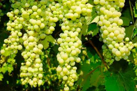 Bunches of grapes in a vineyard Stock Photos