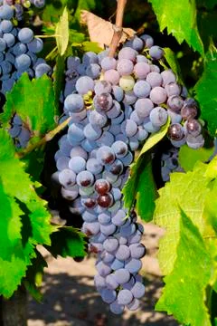 Bunches of grapes in a vineyard Stock Photos