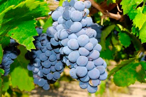 Bunches of grapes in a vineyard Stock Photos