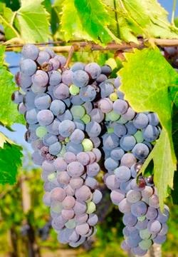 Bunches of grapes in a vineyard Stock Photos