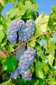 Bunches of grapes in a vineyard Stock Photos