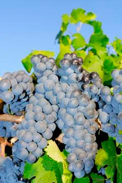 Bunches of grapes in a vineyard Stock Photos