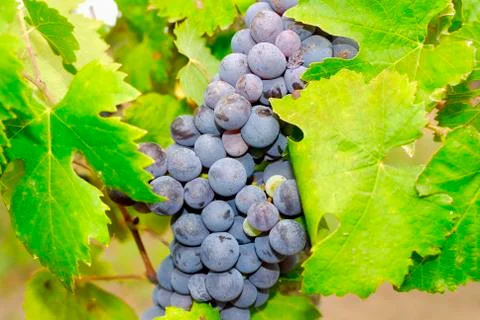 Bunches of grapes in a vineyard Stock Photos