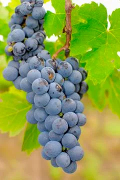 Bunches of grapes in a vineyard Stock Photos