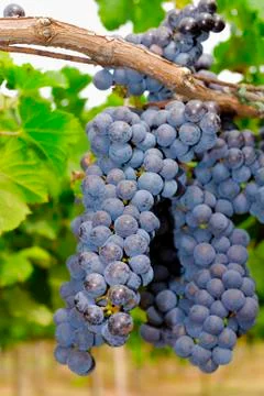 Bunches of grapes in a vineyard Foto stock
