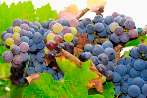 Bunches of grapes in a vineyard Stock Photos