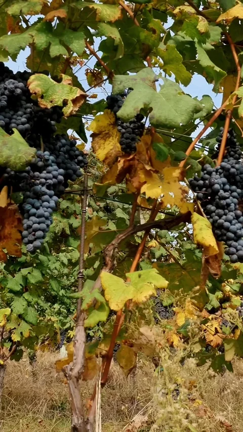 Bunches of grapevines. grapevine. Big bunches of red juicy ripe grapes are Stock Footage 314840908