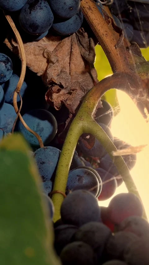 Bunches of grapevines. very close-up. Big bunches of red juicy ripe grapes on a Video stock 320611207