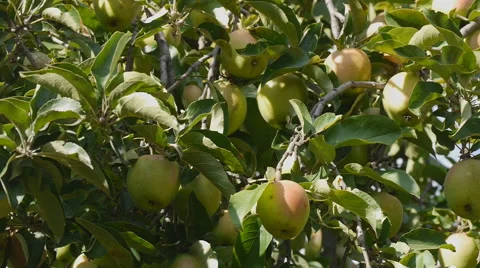 Bunches of green apples on tree Stock Footage 58602396