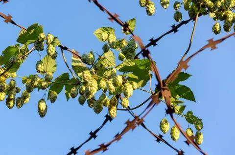 Bunches of hops cones on rusty barbed wire Foto stock