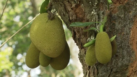 Bunches of Jackfruit hanging in tree Stock Footage 118863274