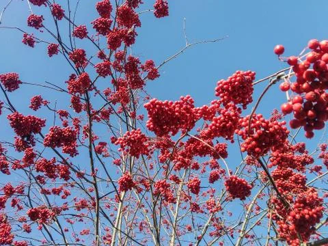 Bunches of mountain ash on bare branches. Stock Photos
