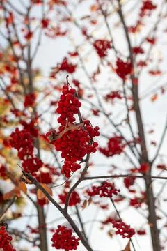 Bunches of mountain ash on branches under the snow. Red and white background. Stock Photos