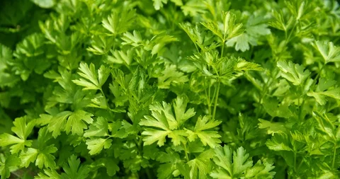 Bunches of parsley close up Video stock 112950961