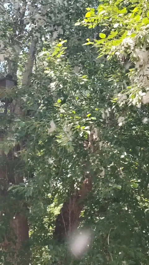 Bunches of Poplar Fluff Break out of the Branch 스톡 동영상 327458959