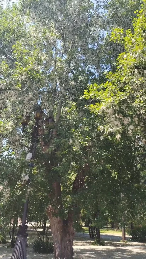 Bunches of Poplar Fluff Break out of the Branch 스톡 동영상 327459010