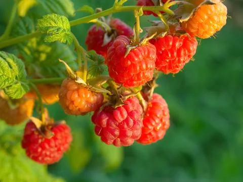 Bunches of raspberry on a bush in the rays of the sun at sunset. .Summer, har Stock Photos