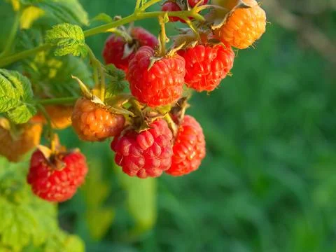 Bunches of raspberry on a bush in the rays of the sun at sunset. .Summer, har Stock Photos