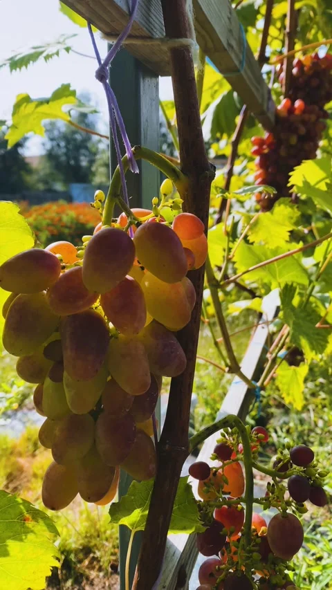 Bunches of red and white grapes Stock Footage 254584420
