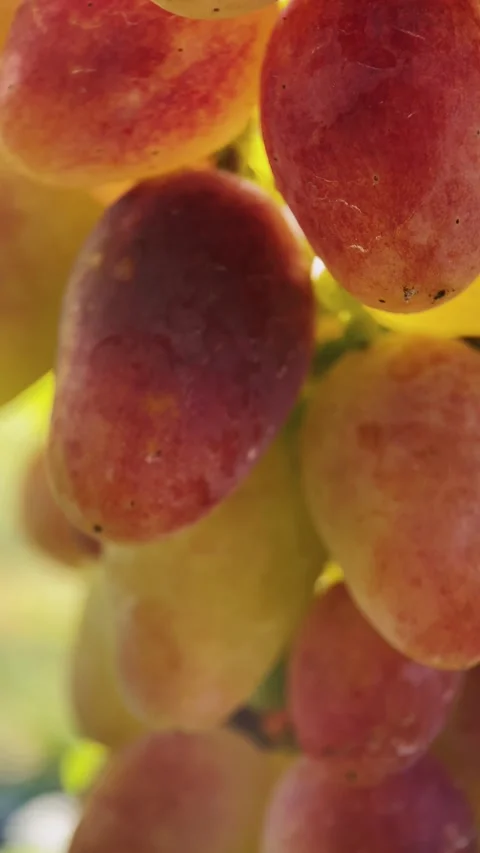 Bunches of red and white grapes Stock Footage 254584465