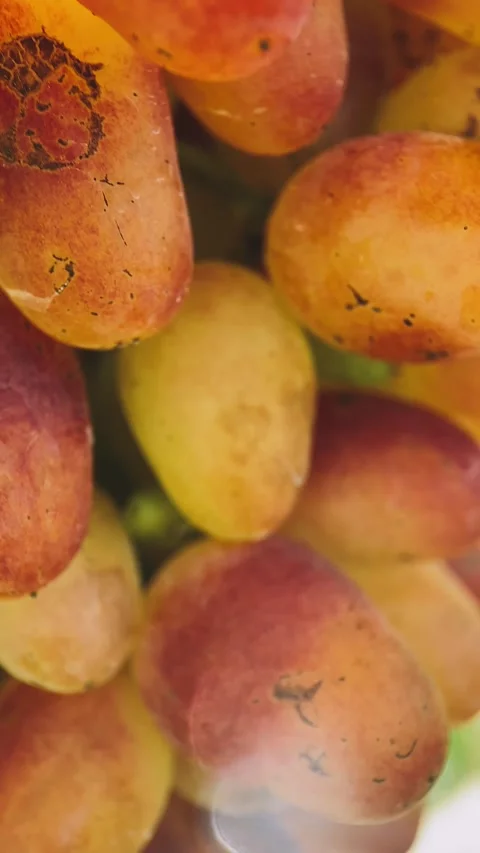 Bunches of red and white grapes Stock Footage 254584491