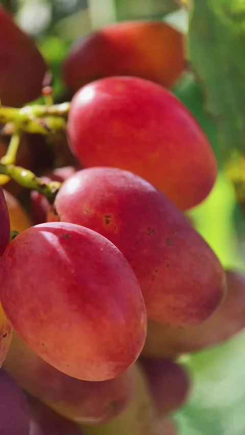 Bunches of red and white grapes Stock Footage 254584492