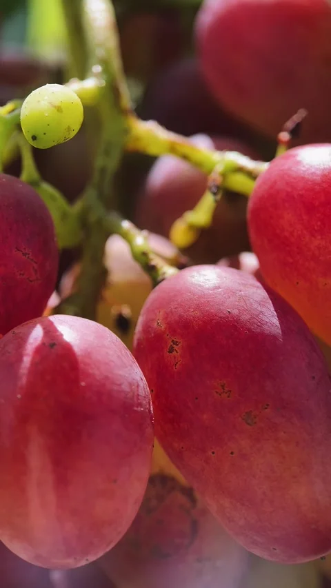 Bunches of red and white grapes Stock Footage 254584501