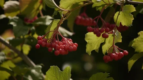 Bunches of red berries 1 Stock Footage 50019768