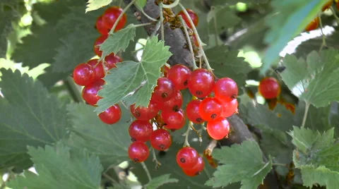 Bunches of red currant on a branch Stock Footage 68289374