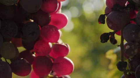 Bunches of red grapes close-up. Stock Footage 262255572