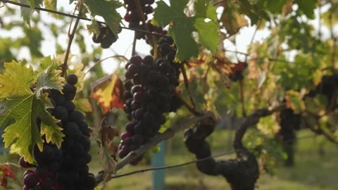Bunches of red grapes close-up. Stock Footage 262255768