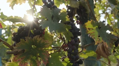 Bunches of red grapes close-up. Stock Footage 262255893