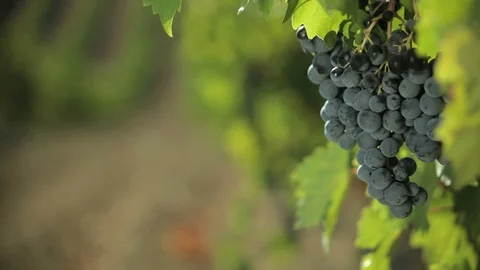Bunches of Red Grapes Hanging Stock Footage 104889596