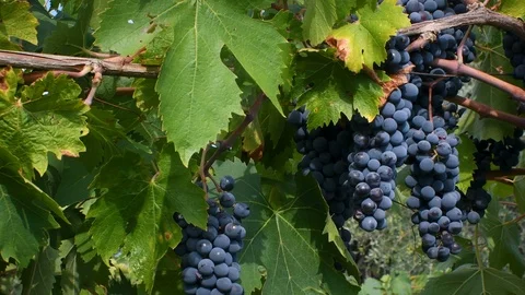 Bunches of red grapes move in the wind on a green vineyard in Chianti. Stock Footage 115970841