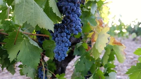 Bunches of red grapes move in the wind Stock Footage 208357922