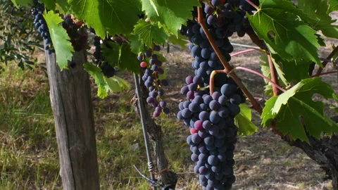 Bunches of red grapes moved by the wind in a vineyard. Stock Footage 137888937