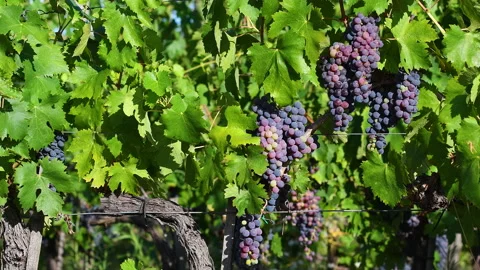 Bunches of red grapes on the rows of vines Stock-Footage 152996724