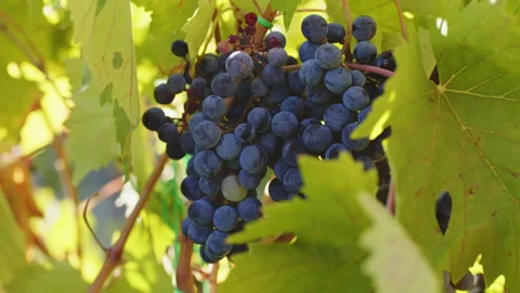Bunches of red grapes on the vine 動画素材 204923316