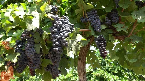 Bunches of red grapes in vineyard Stock Footage 115274071