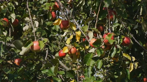 Bunches of red ripe apples on a tree Stock Footage 58602255