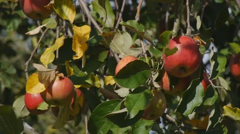 Bunches of red ripe apples on a tree Stock Footage 58602441