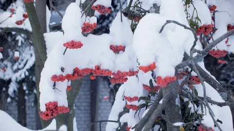 Bunches of red rowan tree in winter covered with snow. Red berries mountain ash 스톡 동영상 103860426