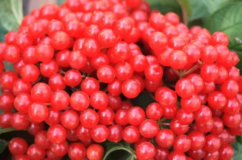 Bunches of red viburnum Stock Photos