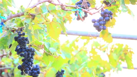 Bunches of red wine grapes close-up Stock Footage 48399100