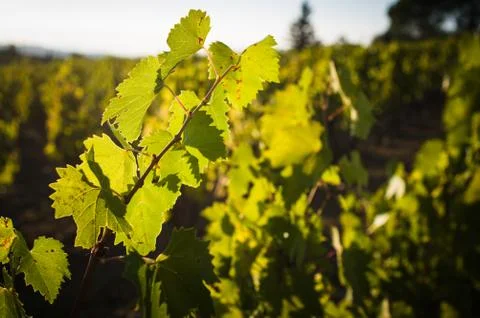 Bunches of red wine grapes hanging on the wine Stock Photos