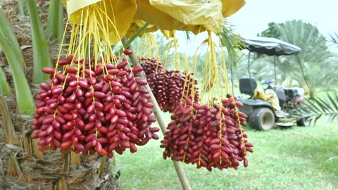 Bunches of ripe dates on date palm tree with yellow bag above the bunches. Stock Footage 134314448